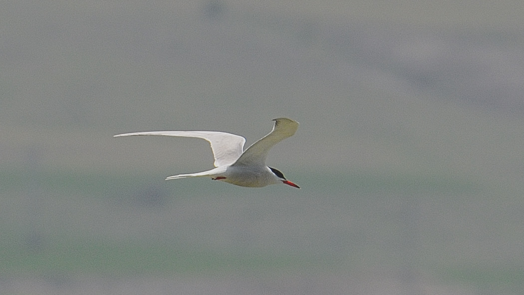 Common Tern